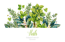 Watercolor Rosemary, Basil, Bay Leaf, Parsley. Herbs. Watercolor Botanical Hand Drawn Illustration. Watercolor Plants.
