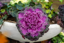 Brassica Oleracea Or Acephala In A City Decorative Vase. Flowering Decorative Purple Pink Cabbage Plant. Ornamental Kale. Natural Colorful Background