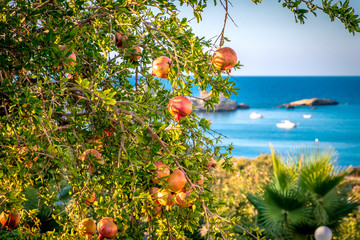 Pomegranate tree in the garden in Hersonissos, Greece, Crete