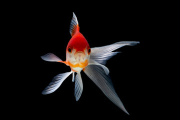 Wall Mural -  Goldfish isolated black background