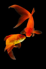  Goldfish isolated black background