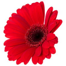 Red Gerbera Flower Head Isolated Over White Background Closeup. Gerbera In Air, Without Shadow. Top View, Flat Lay. .