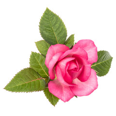 Wall Mural - one pink rose flower with leaves isolated on white background cutout