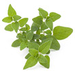 © Natika - Oregano or marjoram leaves isolated on white background cutout