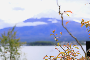 Wall Mural - Mount Fuji behind the Autumn leaves