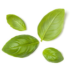 Sweet Basil herb leaves isolated on white background closeup. Flat lay, top view.