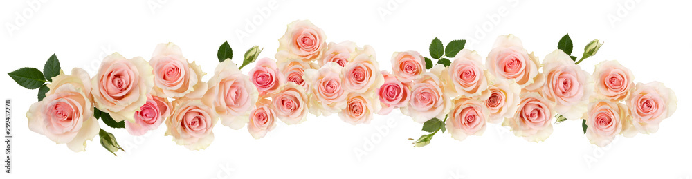 pink Rose flower  border isolated on white background cutout. Banner. Wedding concept. - obrazy, fototapety, plakaty 