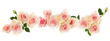 pink Rose flower  border isolated on white background cutout. Banner. Wedding concept.
