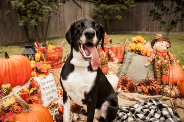 dog in pumpkin patch autumn