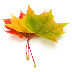 Wall Mural - colorful autumn maple leaf isolated on white background