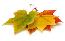 Colorful Autumn Maple Leaf Isolated On White Background