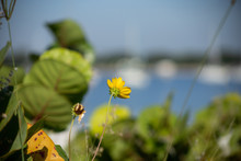 The Backside Of A Tickseed, A Florida Native Wildflower, Which Is Facing A Bay With Sailboats In A Blurred Background.