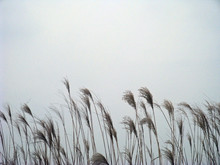Tufted Seed Heads Of Ornamental Grass Silhouetted Against Overcast Sky