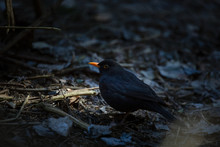 The Common Blackbird (Turdus Merula) Is A Species Of True Thrush. It Is Also Called Eurasian Blackbird, Or Simply Blackbird Where This Does Not Lead To Confusion With A Similar-looking Local Species.