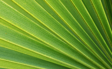 diagonal lines of young green palm leaf