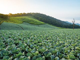 Wall Mural - Cabbage is planted at the foot of the hill