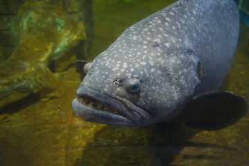 Wall Mural - Giant grouper fish or Serranidae fish swimming underwater fish tank at aquarium - Epinephelus lanceolatus