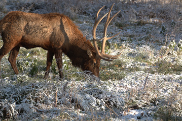 Bull Elk in eary snow in autumn in a mountain meados