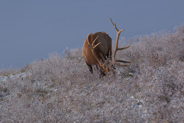 Bull Elk in eary snow in autumn in a mountain meadow