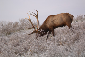 Bull Elk in eary snow in autumn in a mountain meadow