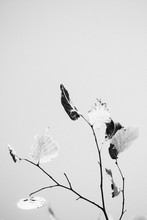 Vertical Greyscale Shot Of Three Branches Of A Plant With Black And White Leaves