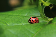Asian Lady Beetle Or Ladybird Lady Bug Is Quietly Catching On The Stalk And Leaves.	