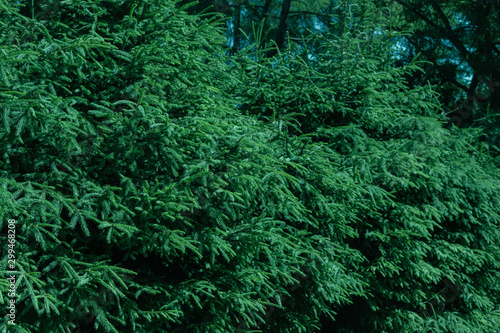 Green evergreen background.