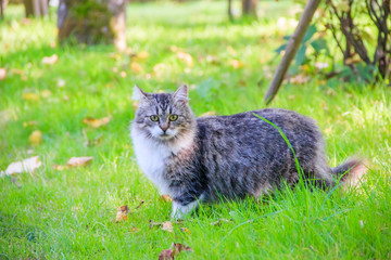 Wall Mural - Domestic cat on a walk in the yard . A pet. Cat. Cat on a walk. Mammal. Animal hair.