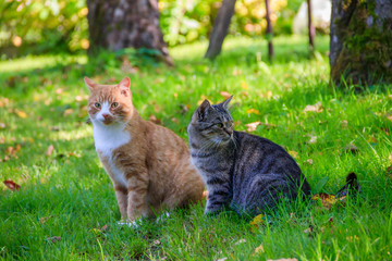 Wall Mural - Domestic cat on a walk in the yard . A pet. Cat. Cat on a walk. Mammal. Animal hair.