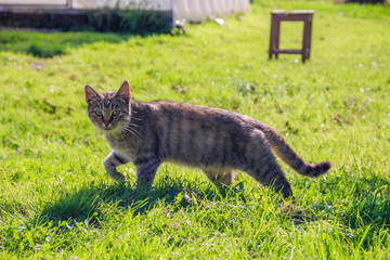 Wall Mural - Domestic cat on a walk in the yard . A pet. Cat. Cat on a walk. Mammal. Animal hair.