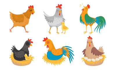 Poster - Farm Hen and Rooster with Baby Chicken Vector Illustration Set