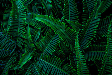  Close up of fern leaves