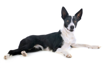 Wall Mural - border collie in studio