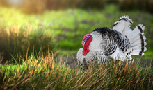 Beautiful Domestic Turkey Bird With Red Head In Sunny Background On Fresh Green Meadow.