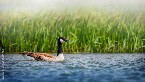 Canada goose big bird in water lake with high green gass in background.  Stock Photo | Adobe Stock