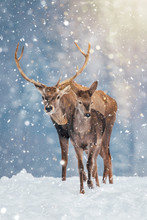 Beautiful Stag Deer In Heavy Winter And Snowfall.