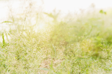 Wall Mural - Forest flowers grass meadow with wild grasses,Macro image with small depth of field,Blur background