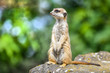 Portrait of meerkat on stone with color backround. lat. (Suricatta suricatta)