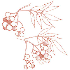 Wall Mural - Vector autumn red sorbus plant. Berry plant botanical garden floral foliage. Isolated illustration element.