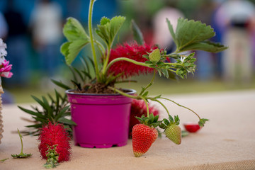 Sticker - Close up of strawberries in a competition