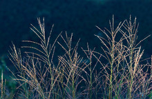 Ornamental Grass In Dark Background