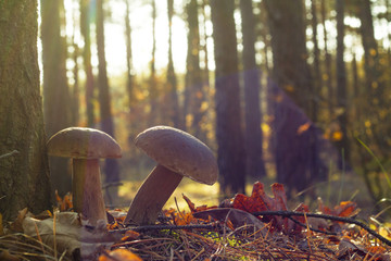 two porcini mushrooms in sun rays