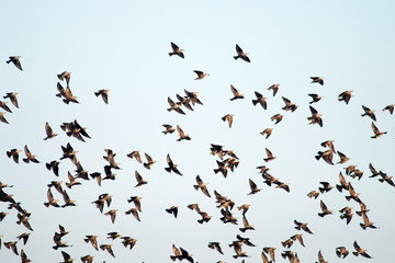 Wall Mural - high degree of interaction among flying flock of starlings