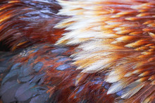 Rooster Bantam  Fur Texture , Beautiful Animal Skin Patterns For Nature Background