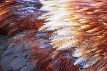 Wall Mural - Rooster bantam  fur texture , beautiful animal skin patterns for nature background