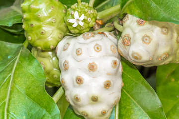 Canvas Print - Fruits du noni, morinda citrifolia