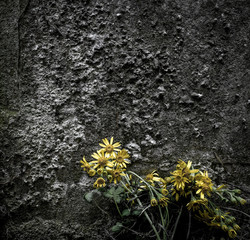 Wall Mural - Dandelions seen growing at the base of a old gravestone.