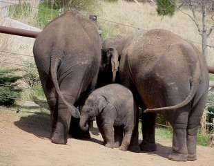 Back view of two adult elephants and a baby elephant standing sideways