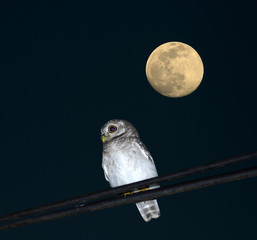 spotted owlet Bird and moon of Thailand