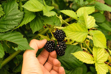 Man Hand Picking Up Organic Wild Blackberry